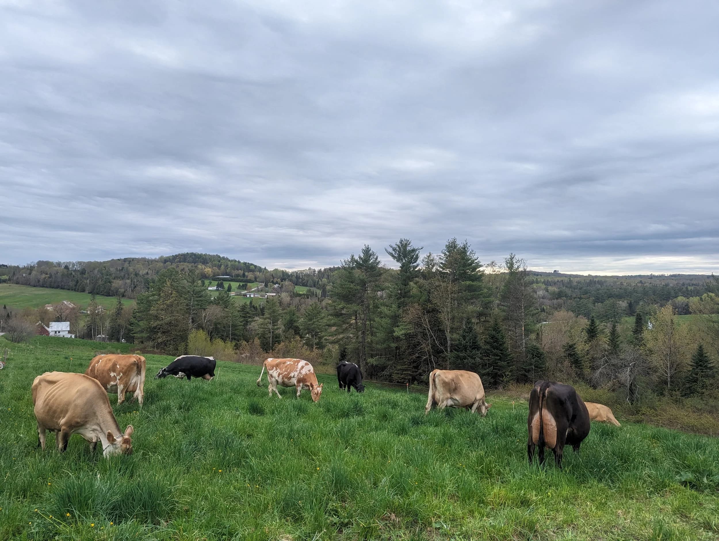 Sunday Bell Farm photo 2