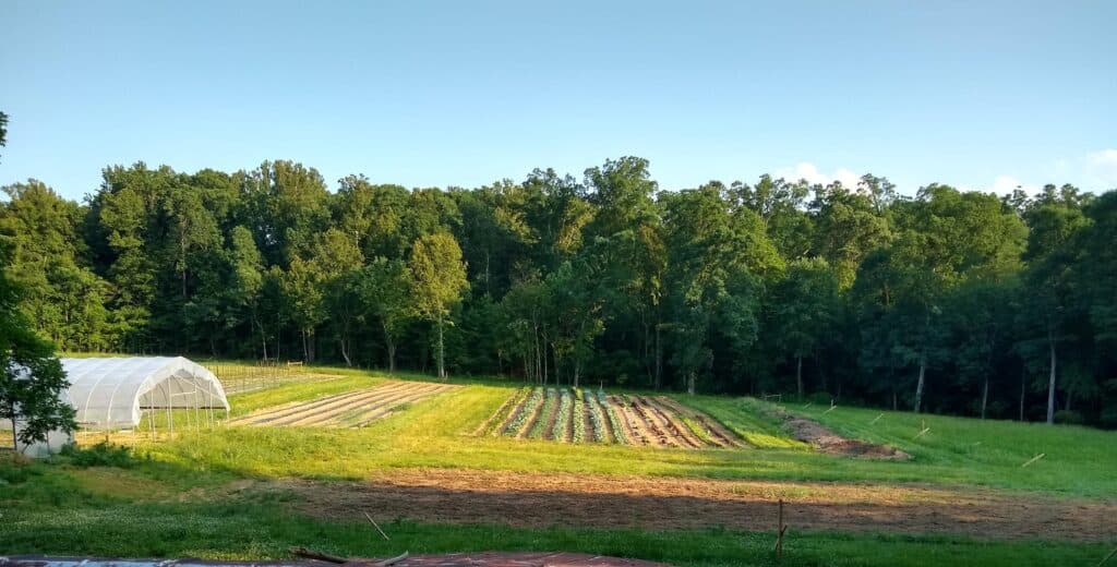 Sungold Farm