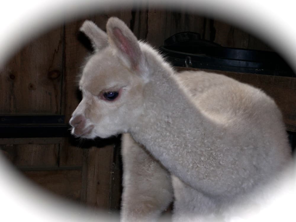 Sunmeadow Alpacas