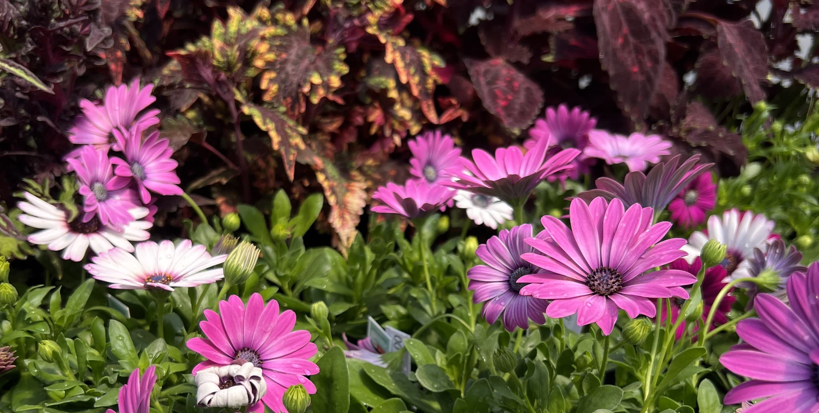 Sunny Dayz Plant Nursery