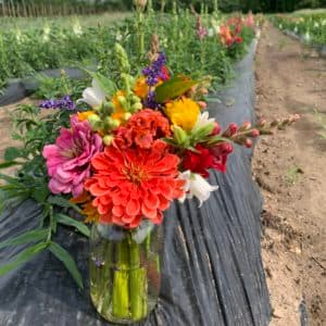 Sunny Harvest Farms