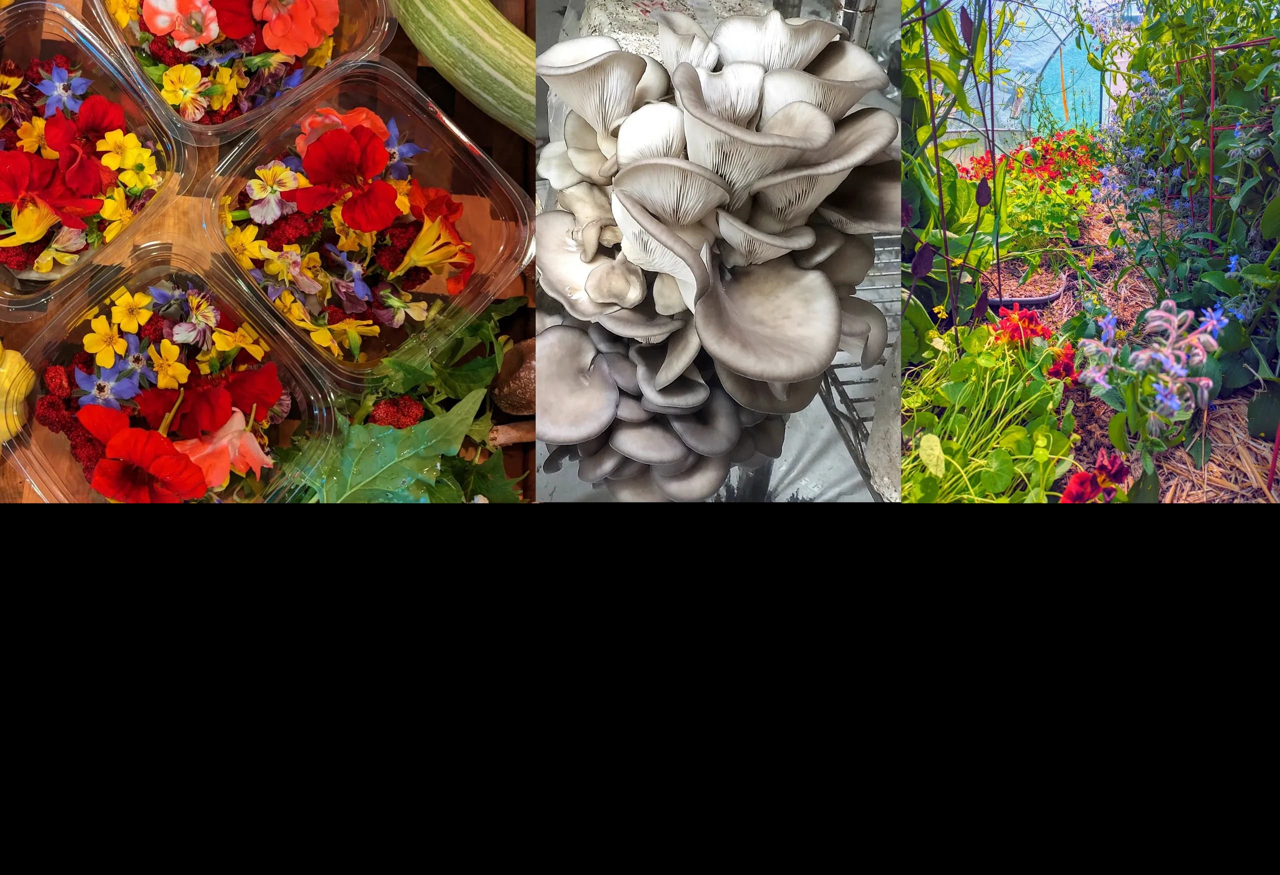 SUNREACH FARM