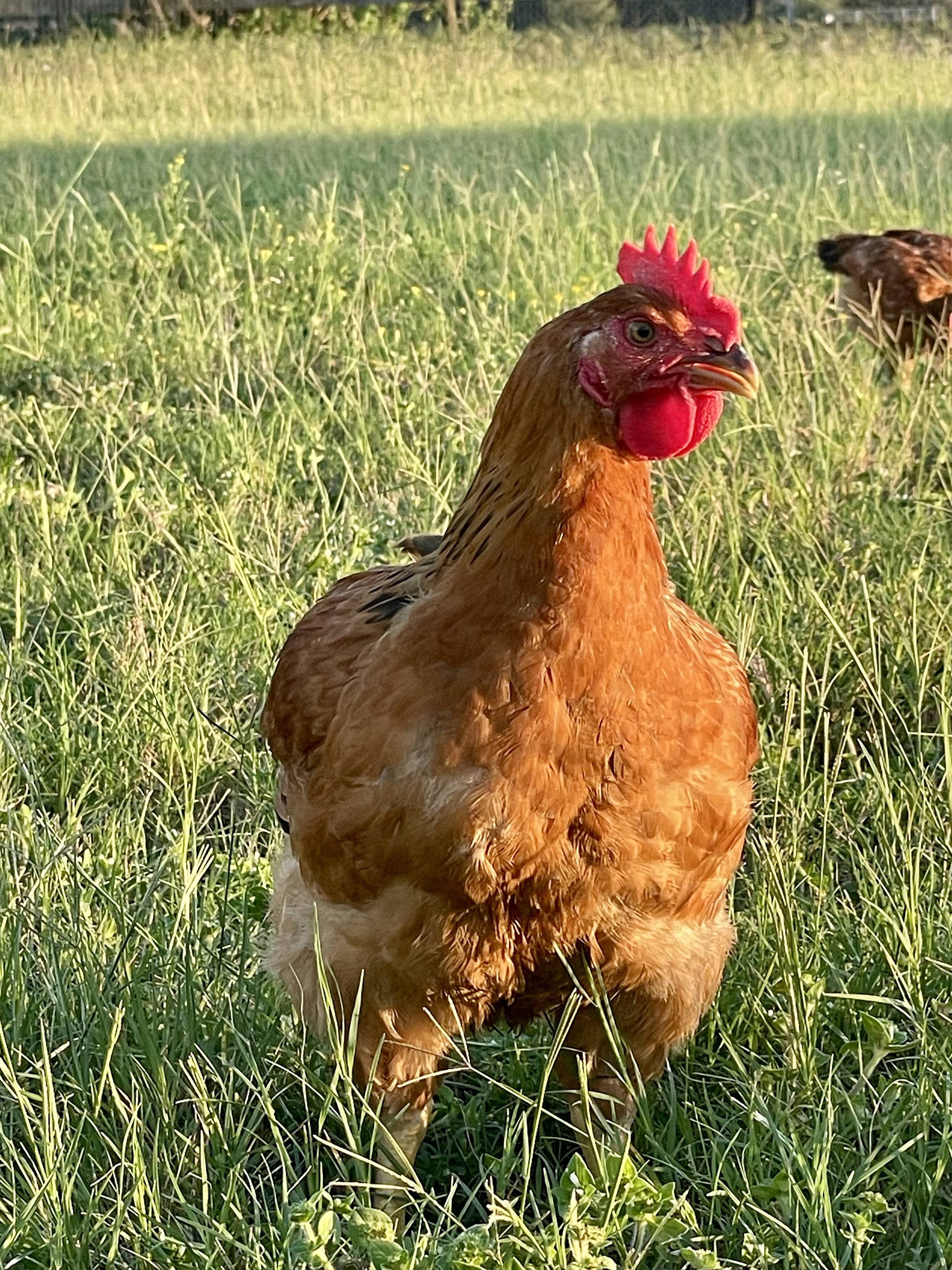 Sunset Pastures