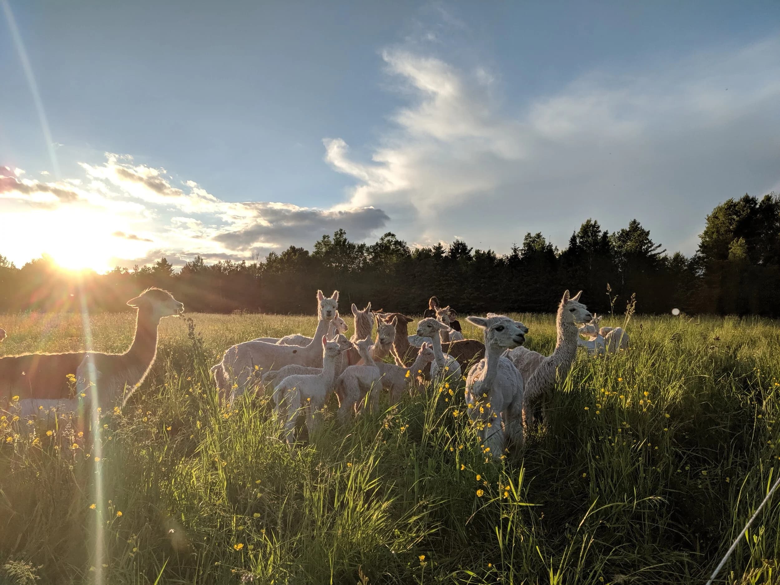 Suri Fina Alpaca Farm photo 2