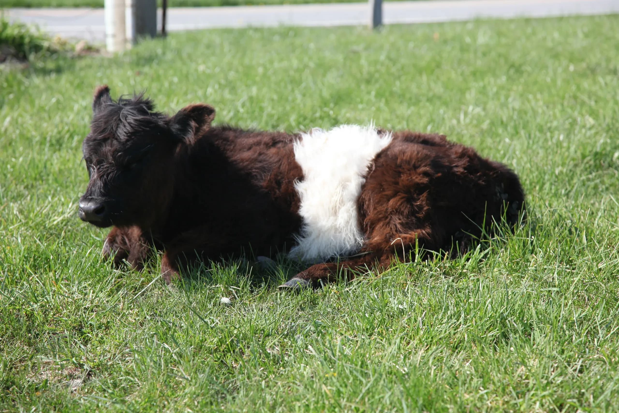 Sutton Cattle Company