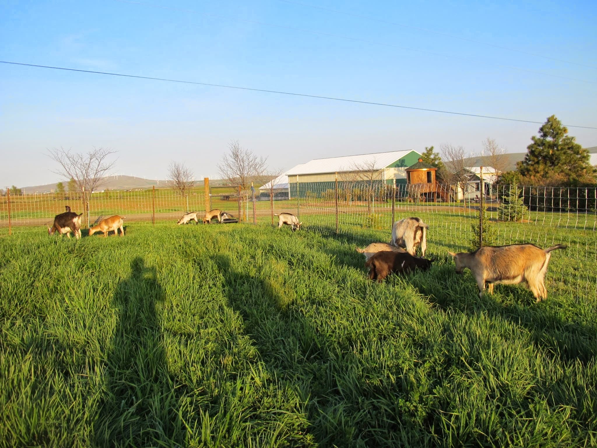Swallowtail Dairy