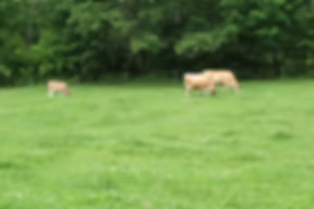 Sweet Cow Yogurt