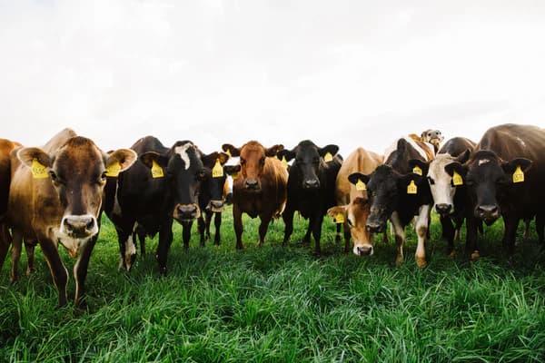 Sweet Grass Dairy -