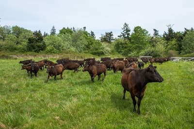 Sweet Grass Farm Beef