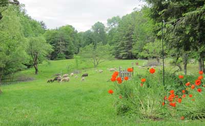 Sweet Sheep