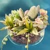 The Art of Succulents