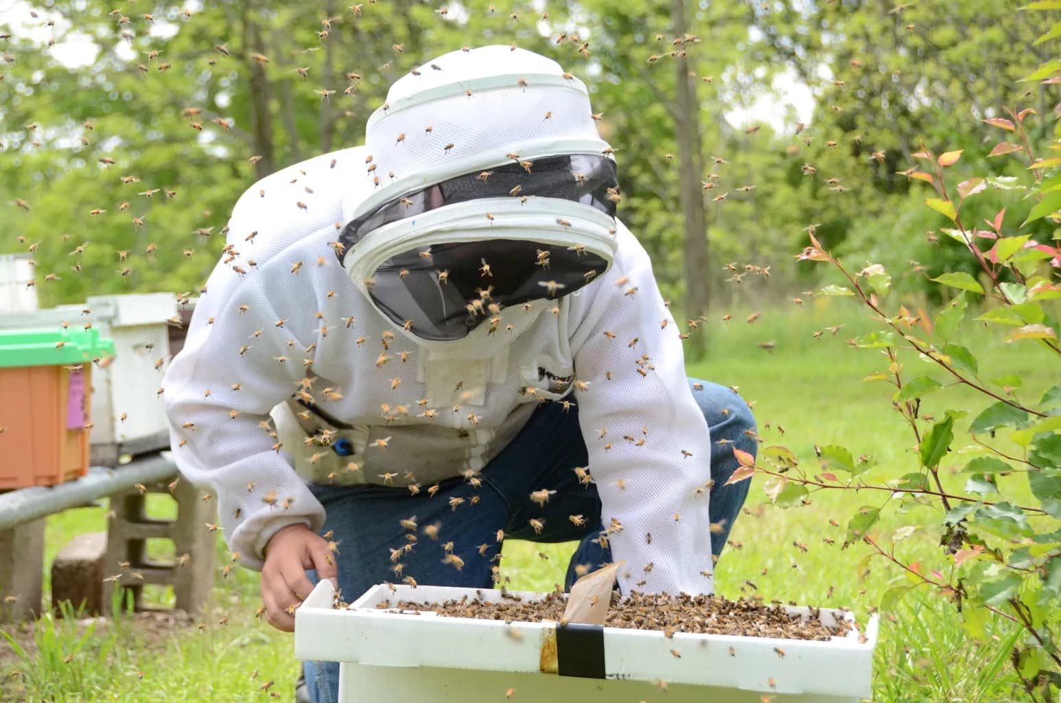 The Bee Barn | Honey Farm & Beekeeping Store photo 2
