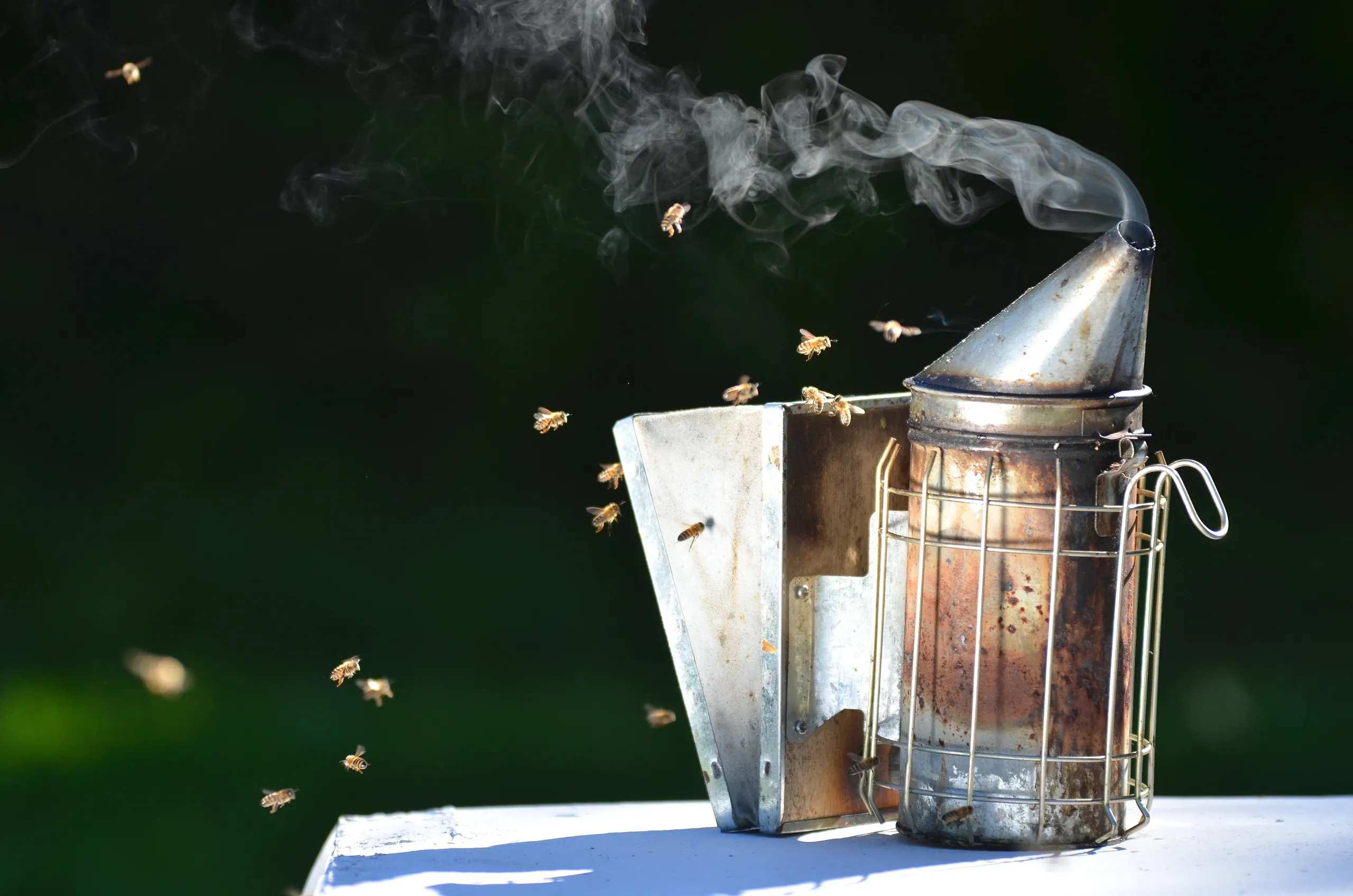 The Carolina Honey Bee Company photo 2