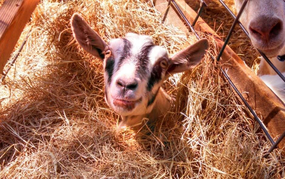 The Dancing Goat