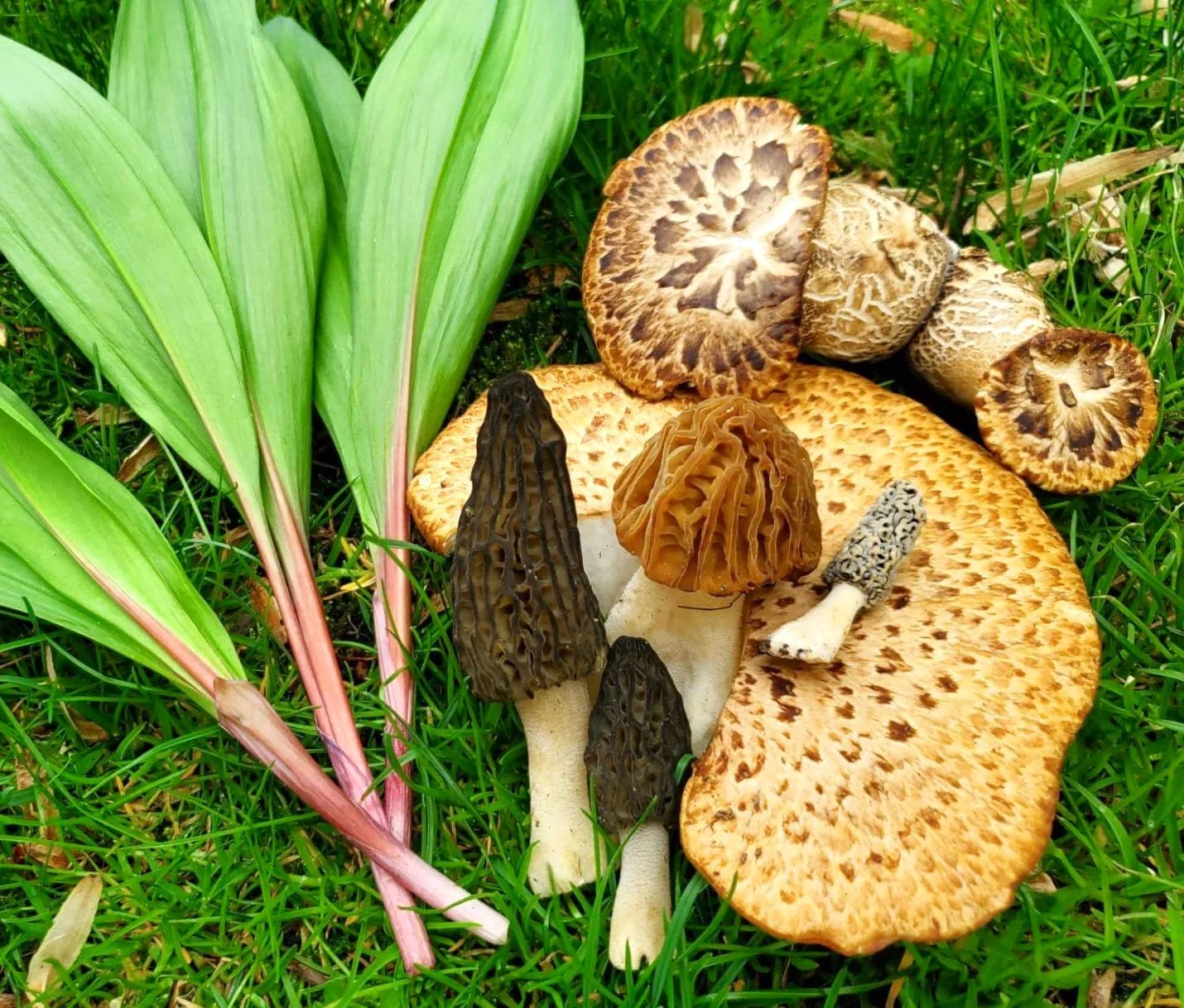 The Foraged Feast photo 2
