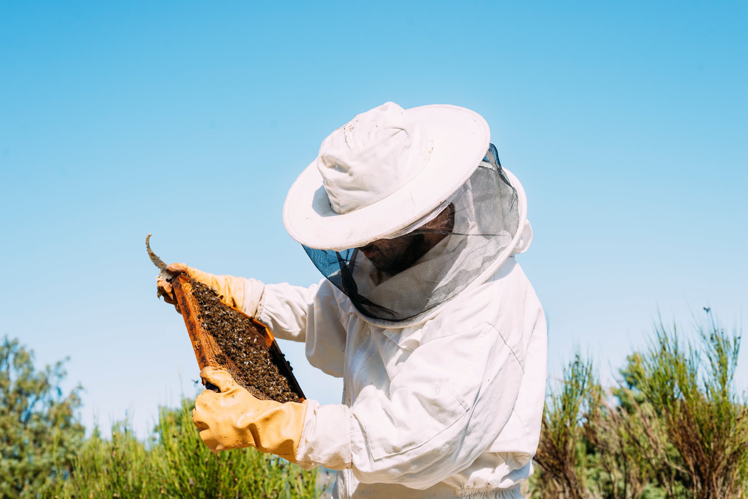 The Honey Ladies photo 2