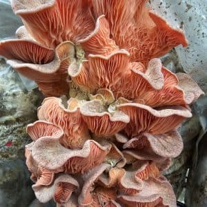The Horti-Culture