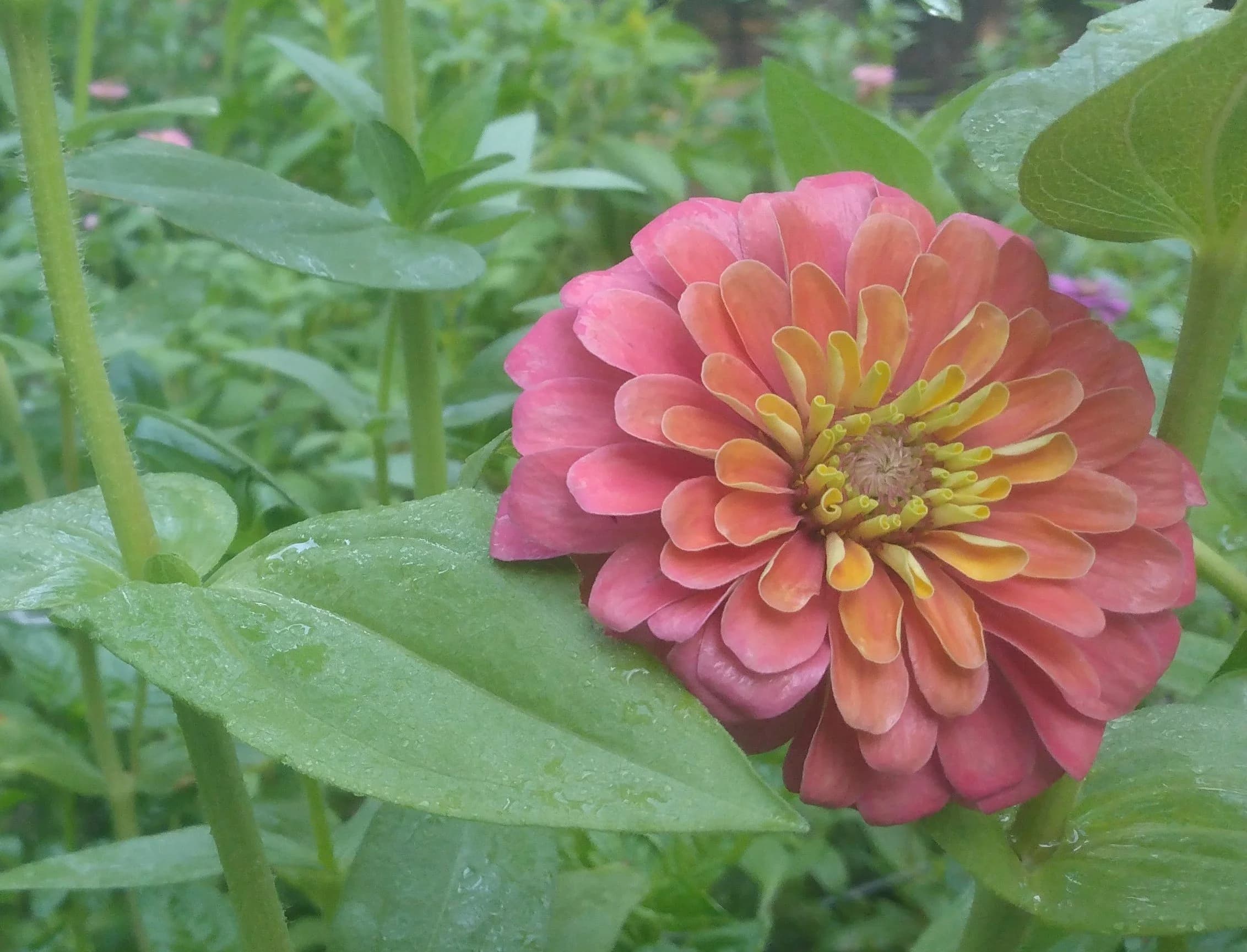 The Little Fleur Farm