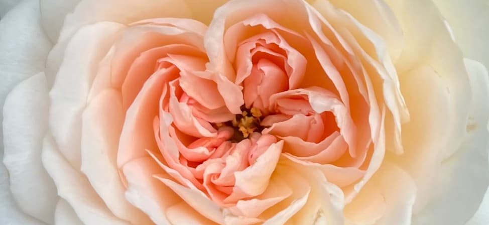 Thorncrest Rose Farm