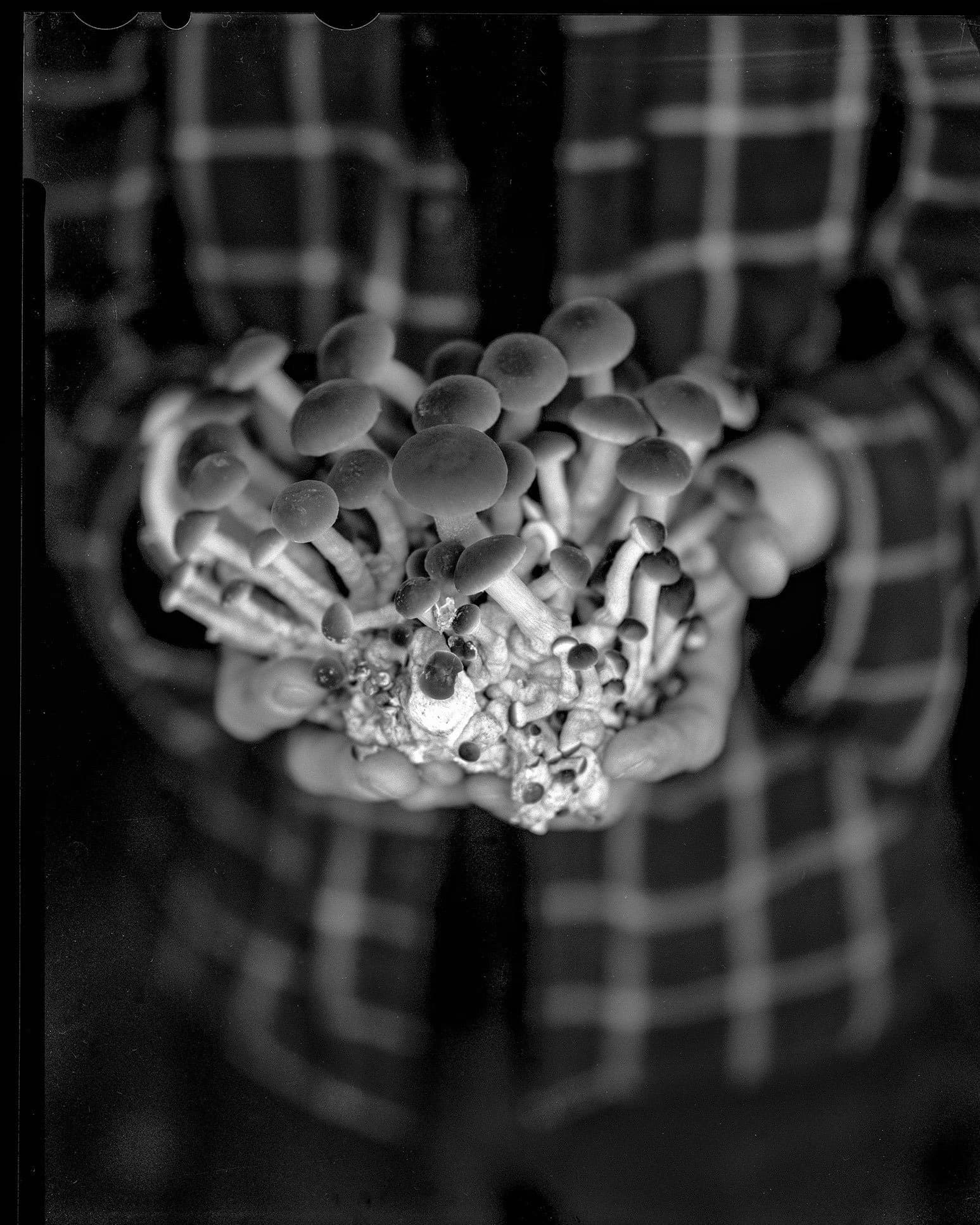 Three Little Mushrooms photo 2