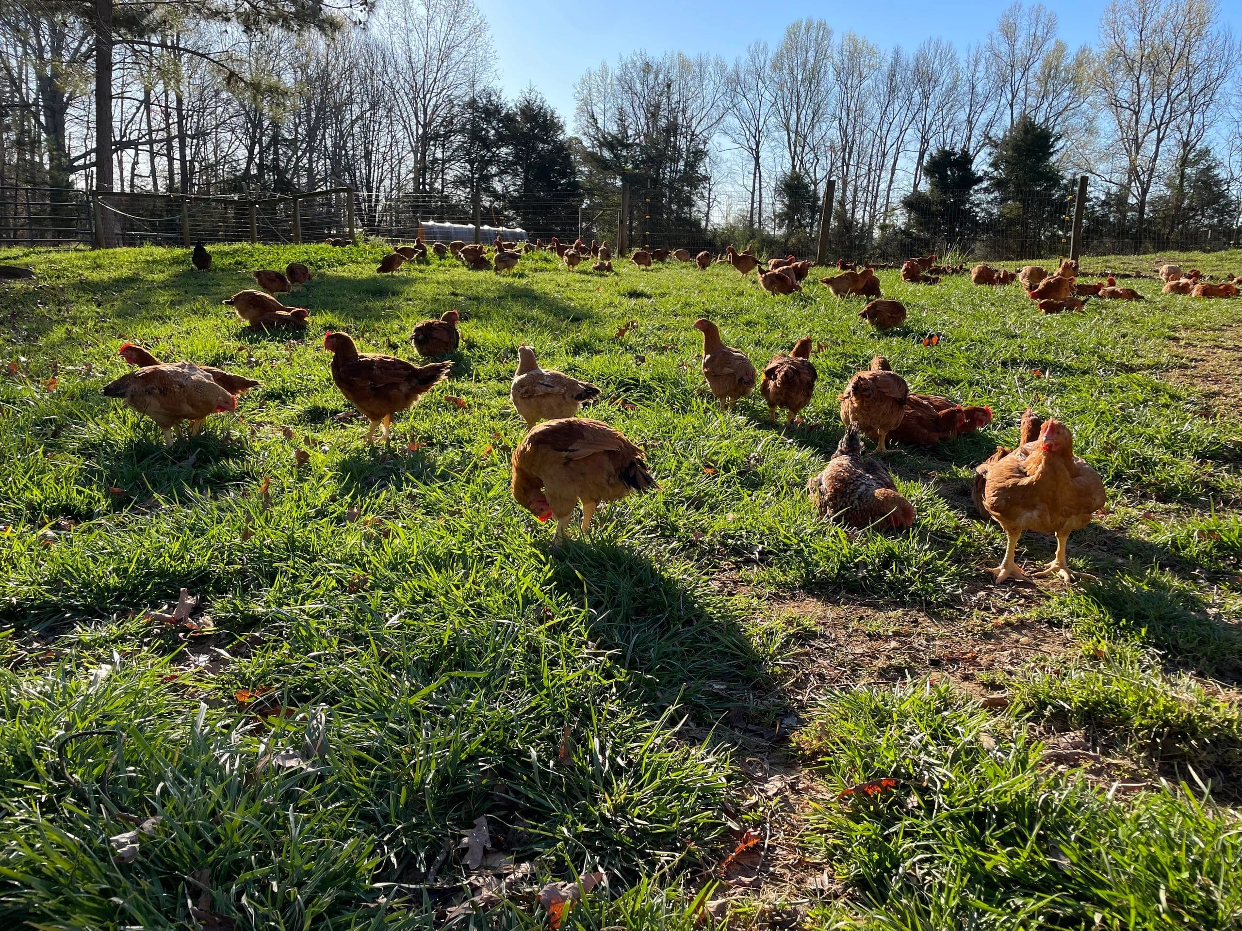 Triple Arrow Farm photo 2