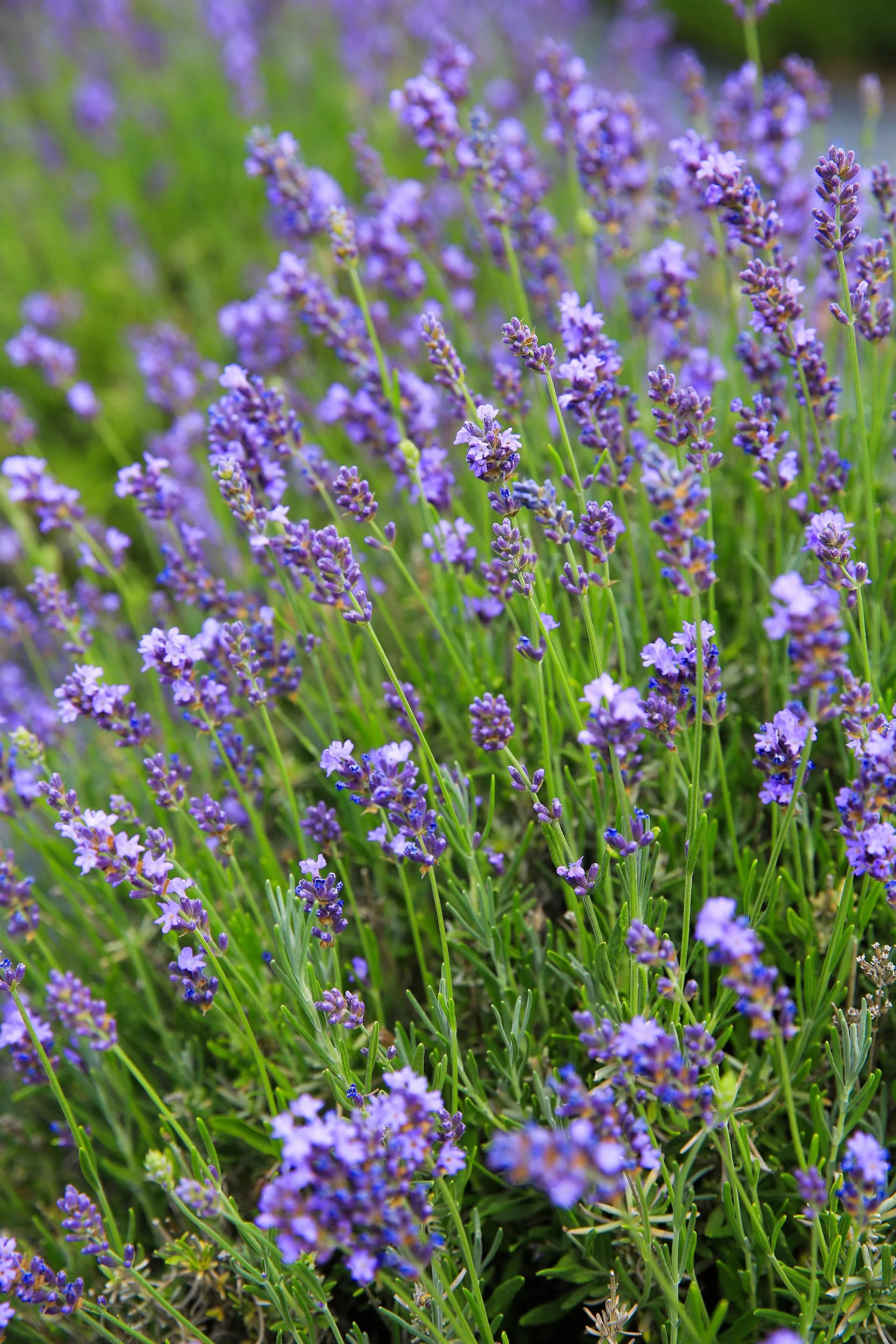 Tumalo Lavender