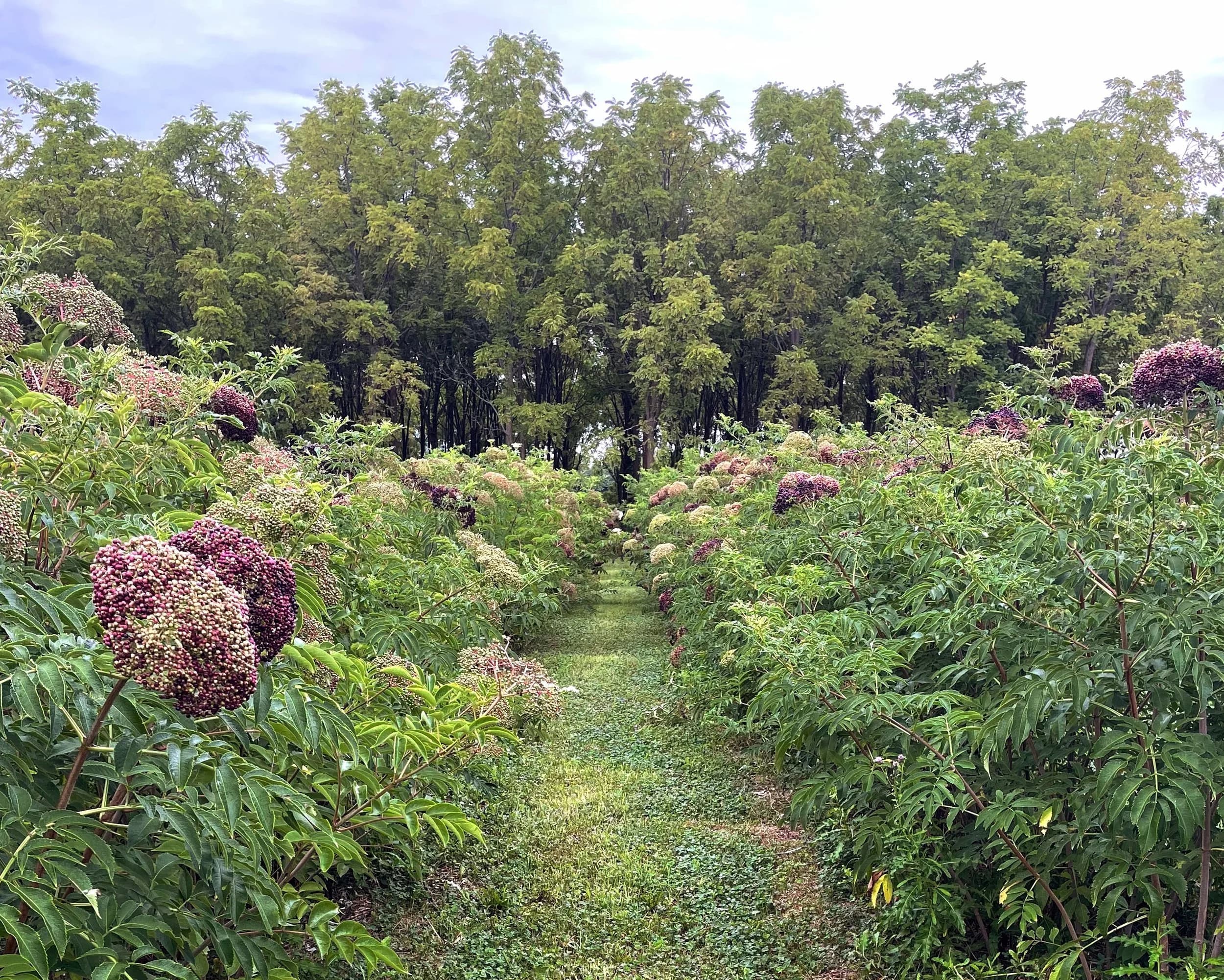 Turkeyfoot Creek Elderberry Farm photo 2