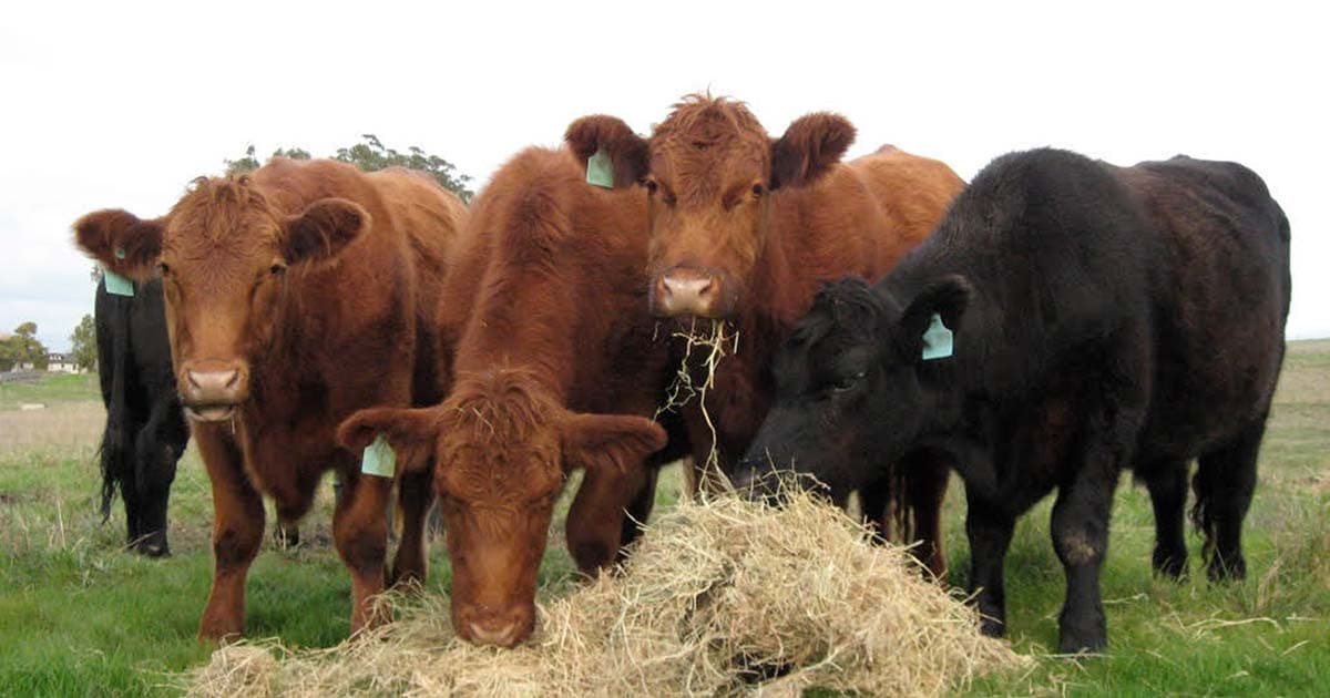 Turner Grass Fed Beef photo 2