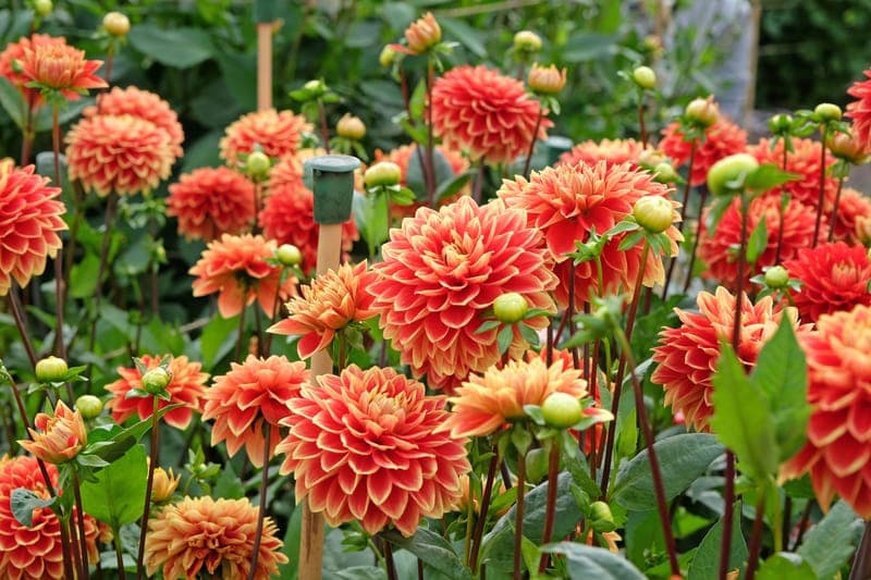 Valeo Flower Farm photo 2