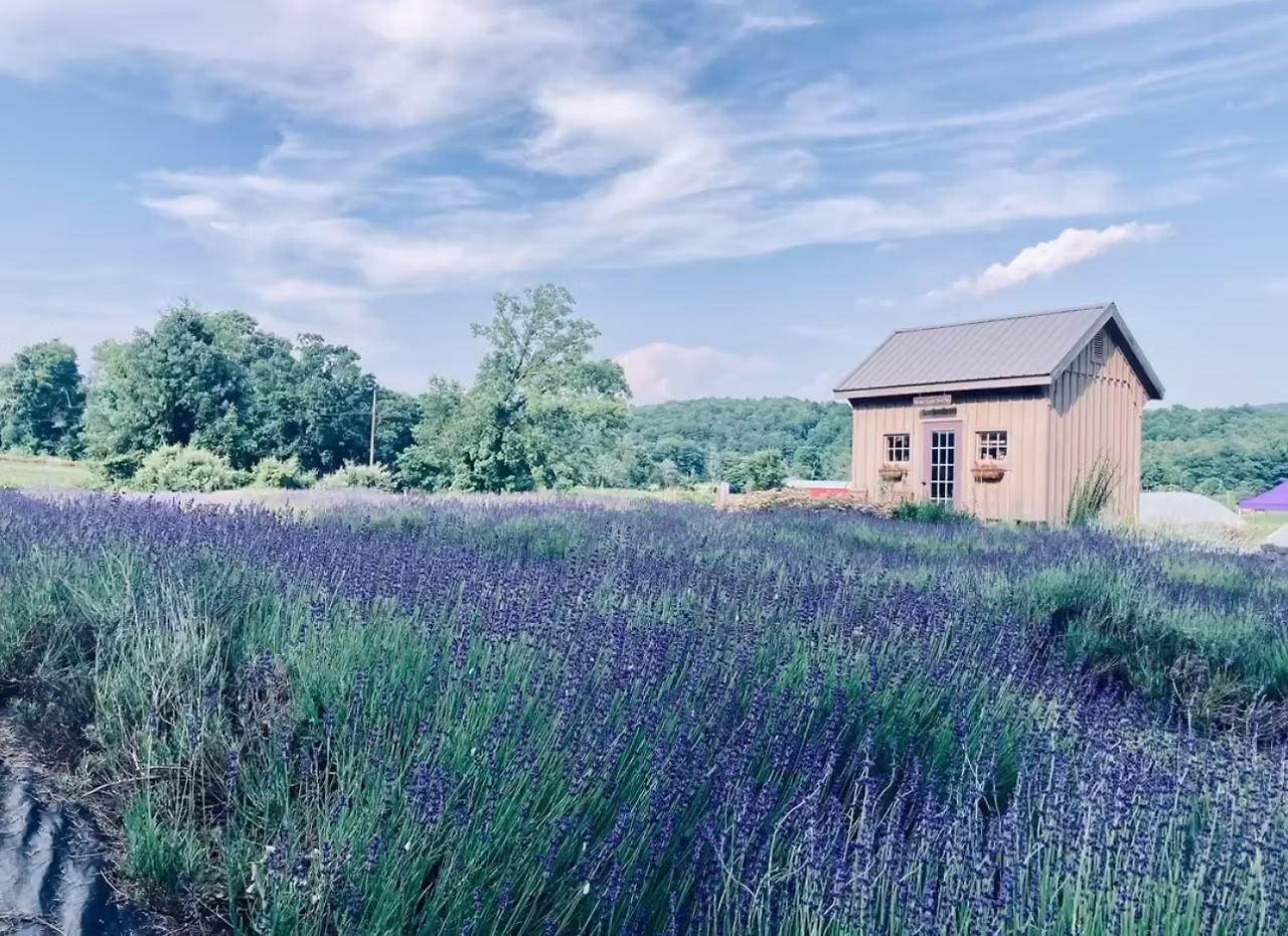 Vine Gate Lavender Floral Farm