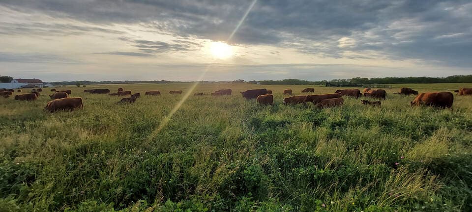 Vitality Pastures