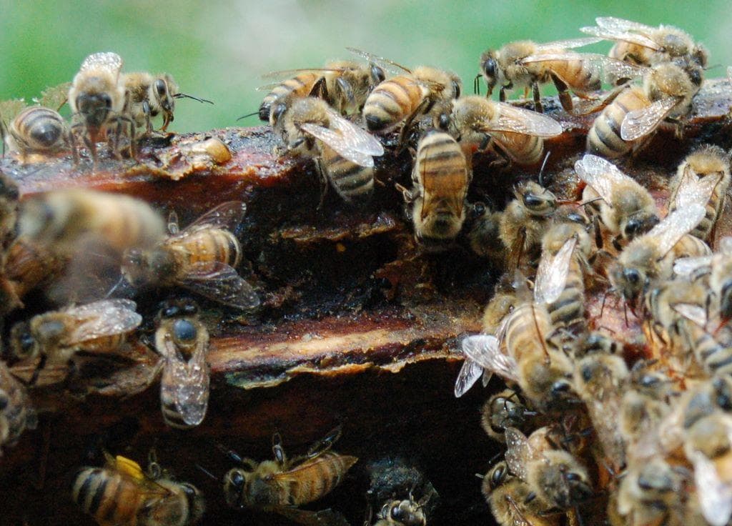 Warm Colors Apiary