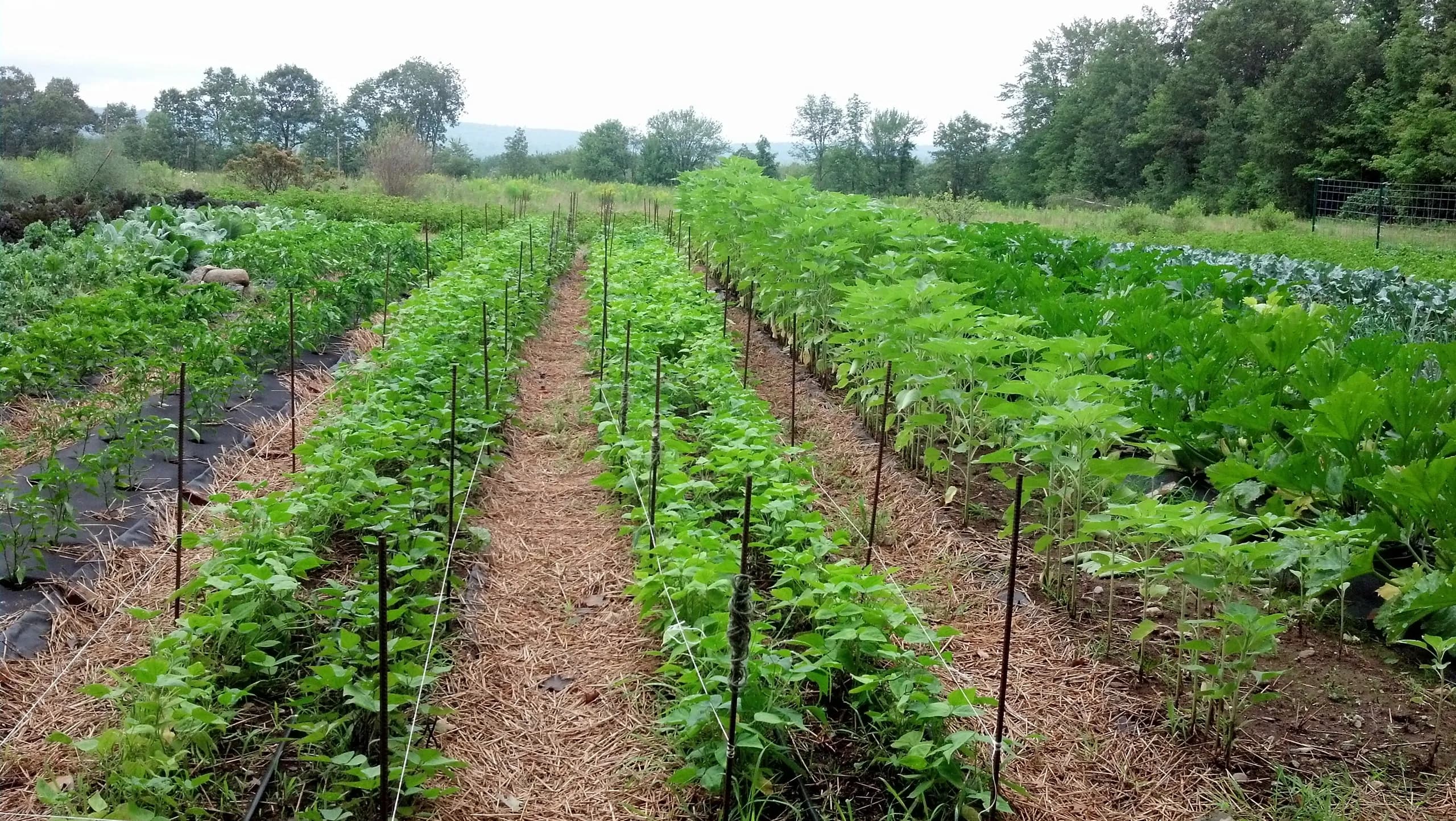 Warner River Produce