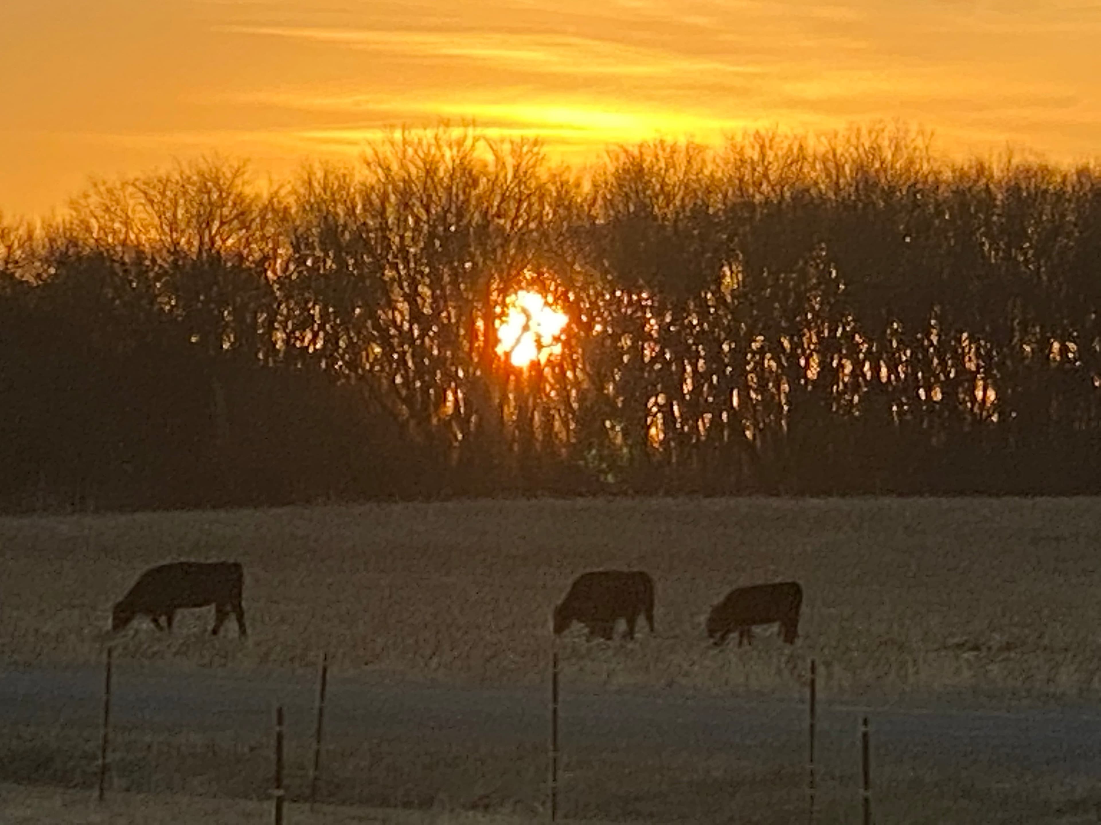Wellman Wagyu