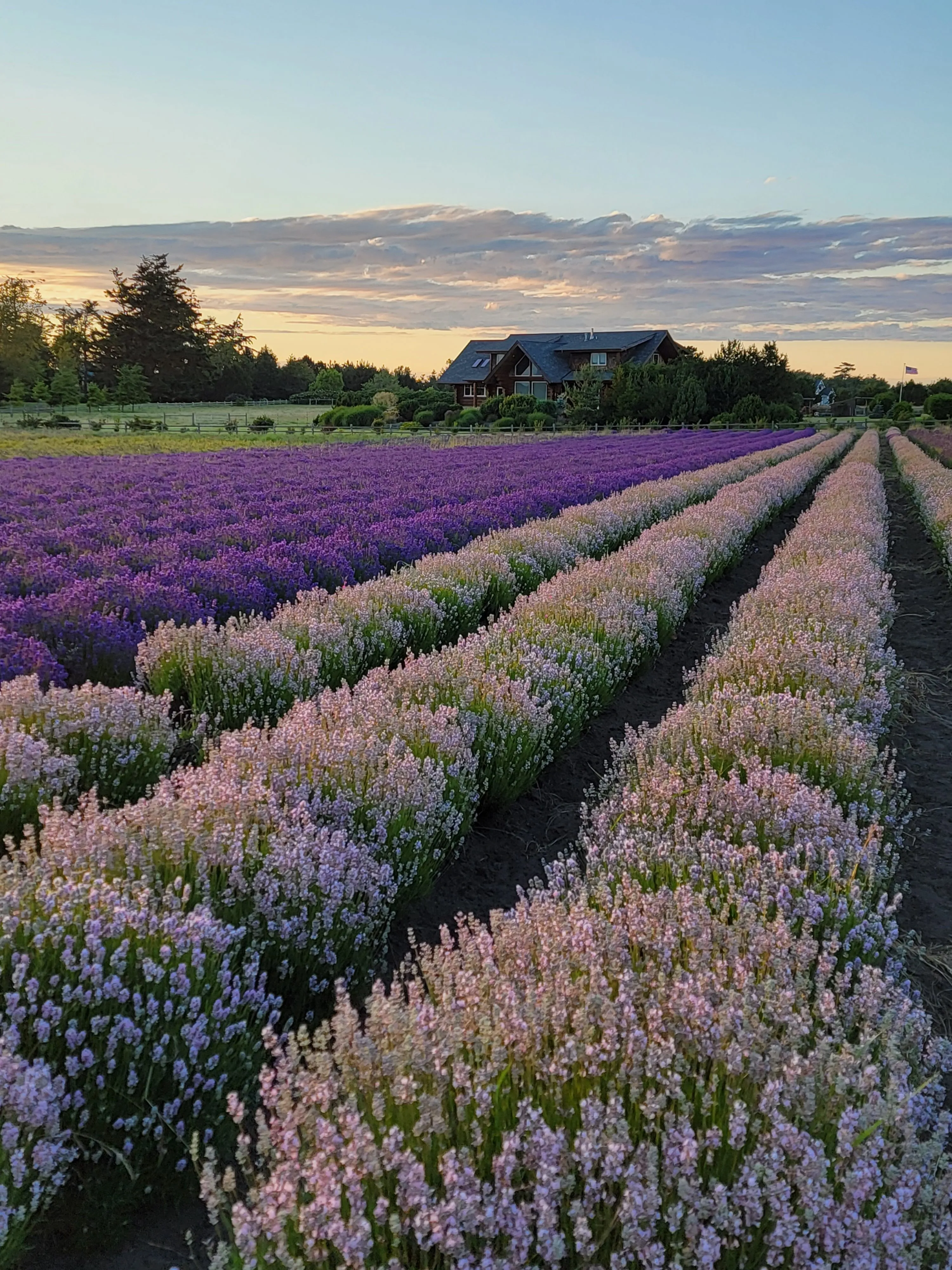 Western Sun Lavender photo 2