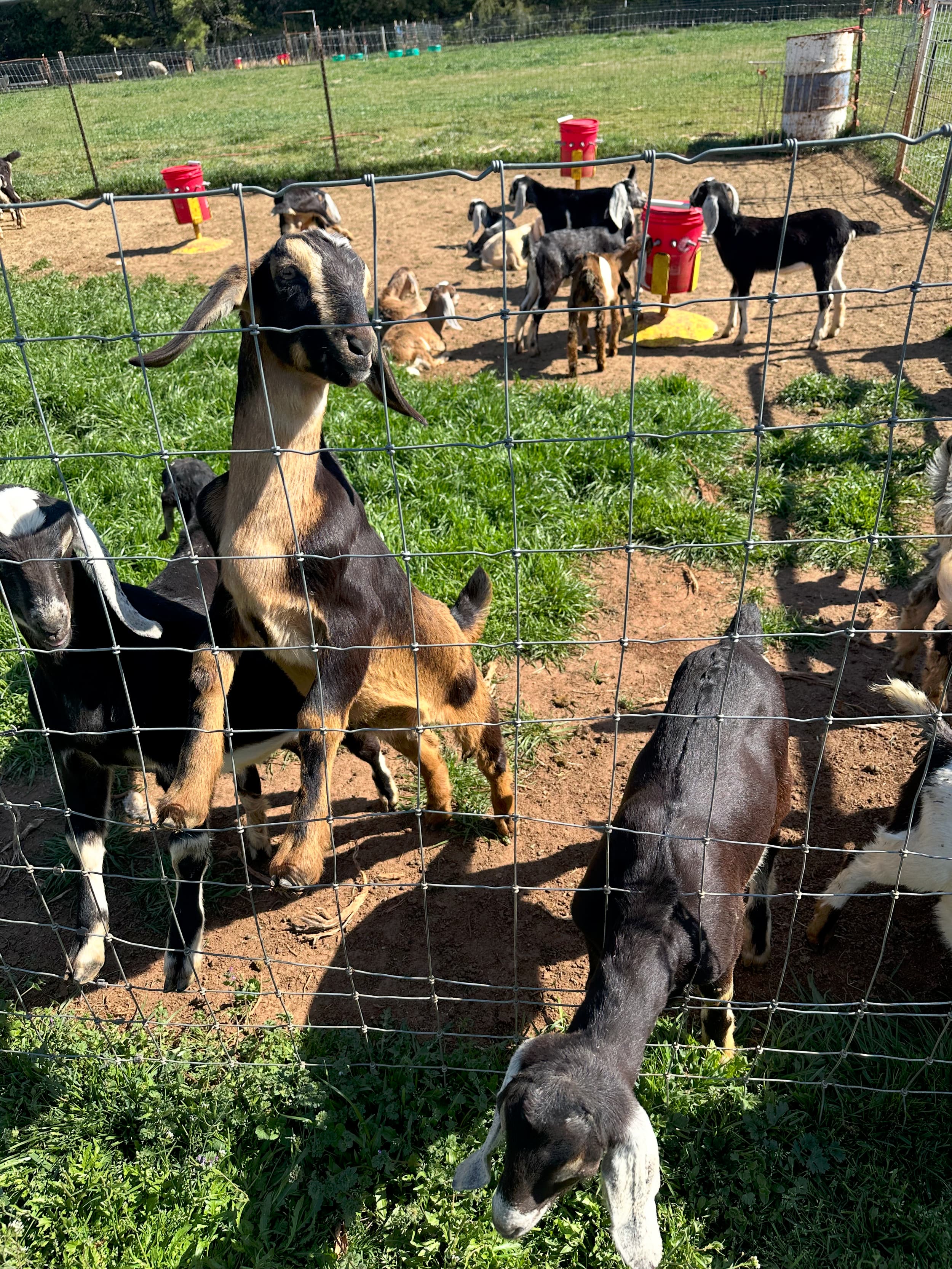 Whispering Pines Farm