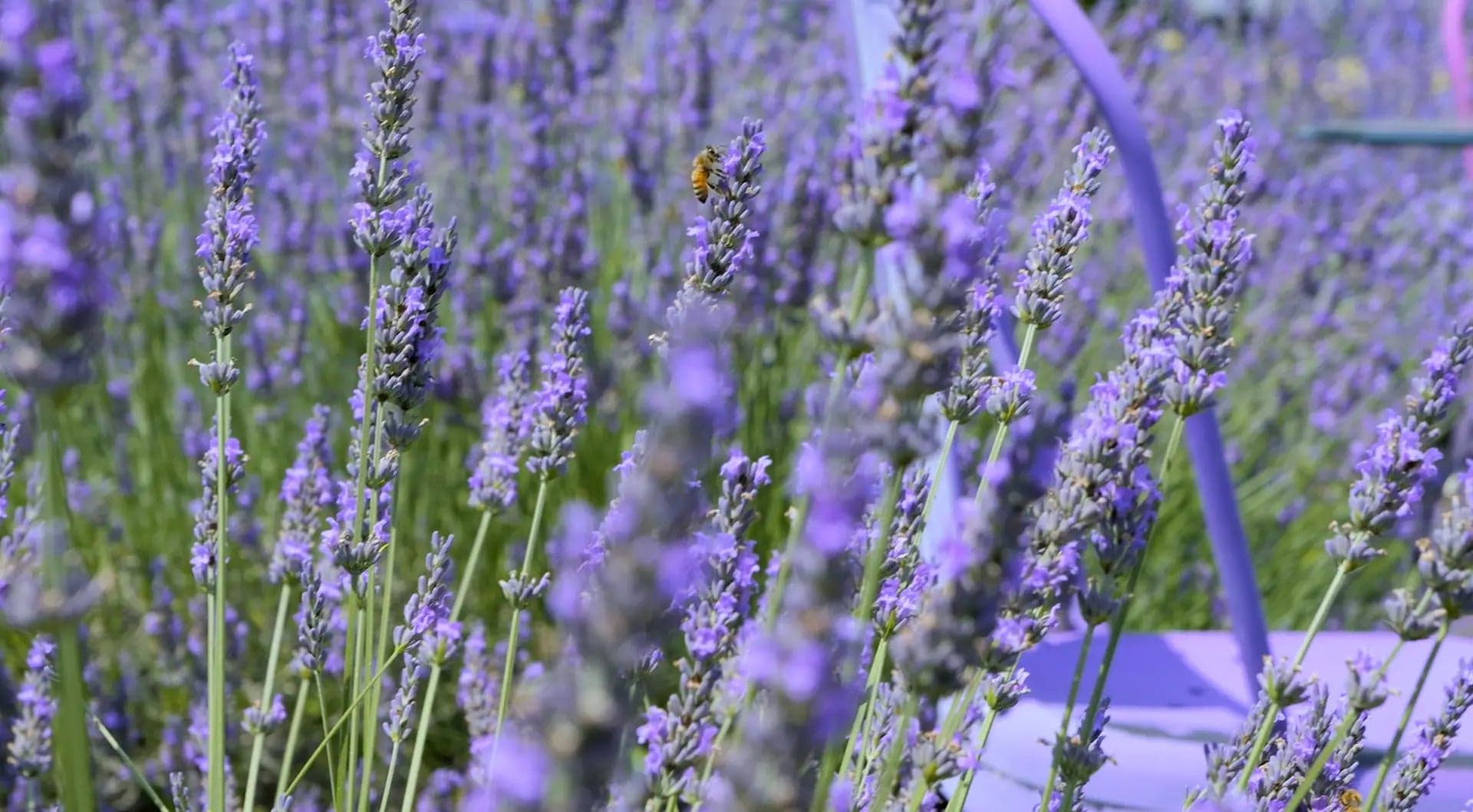 White Oak Lavender Farm photo 2