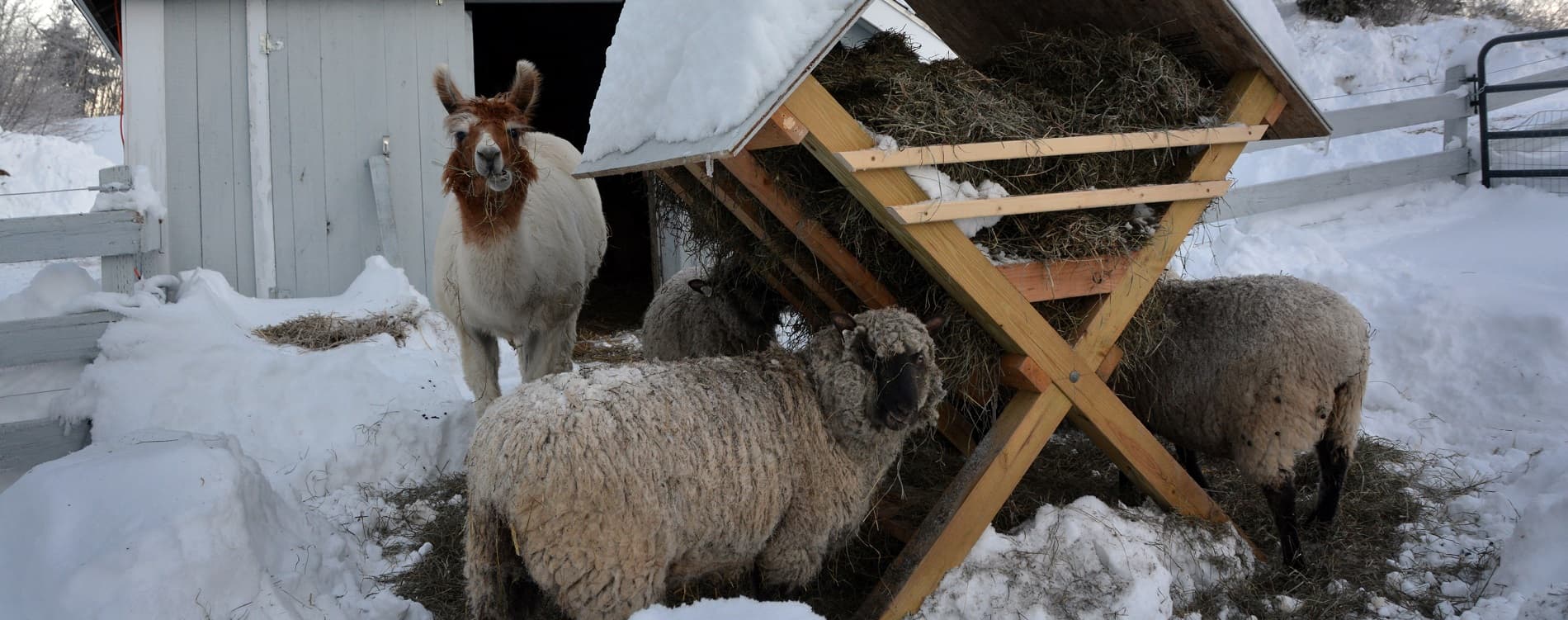 Whitney Brook Farm photo 2