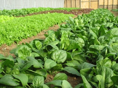 Wild Carrot Farm
