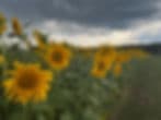 Wild Edge Farm