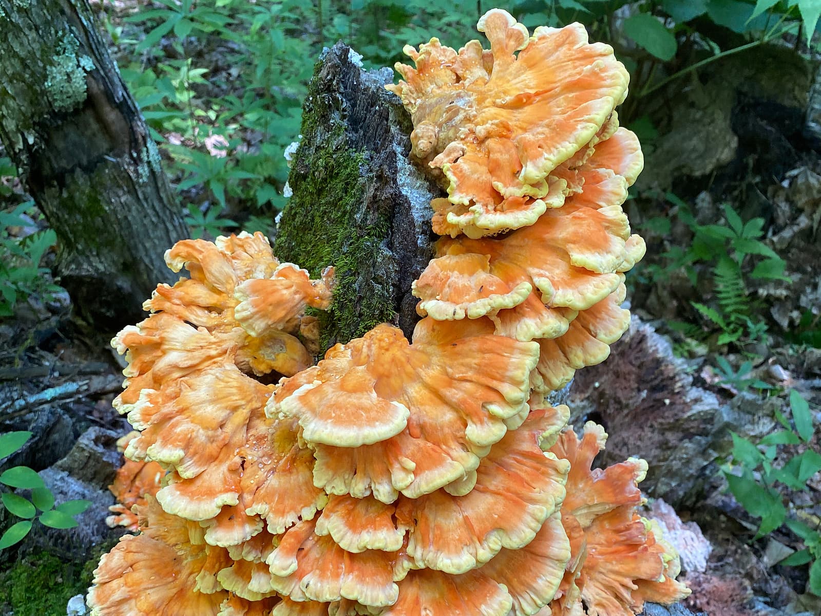 Wild Goods Foraging