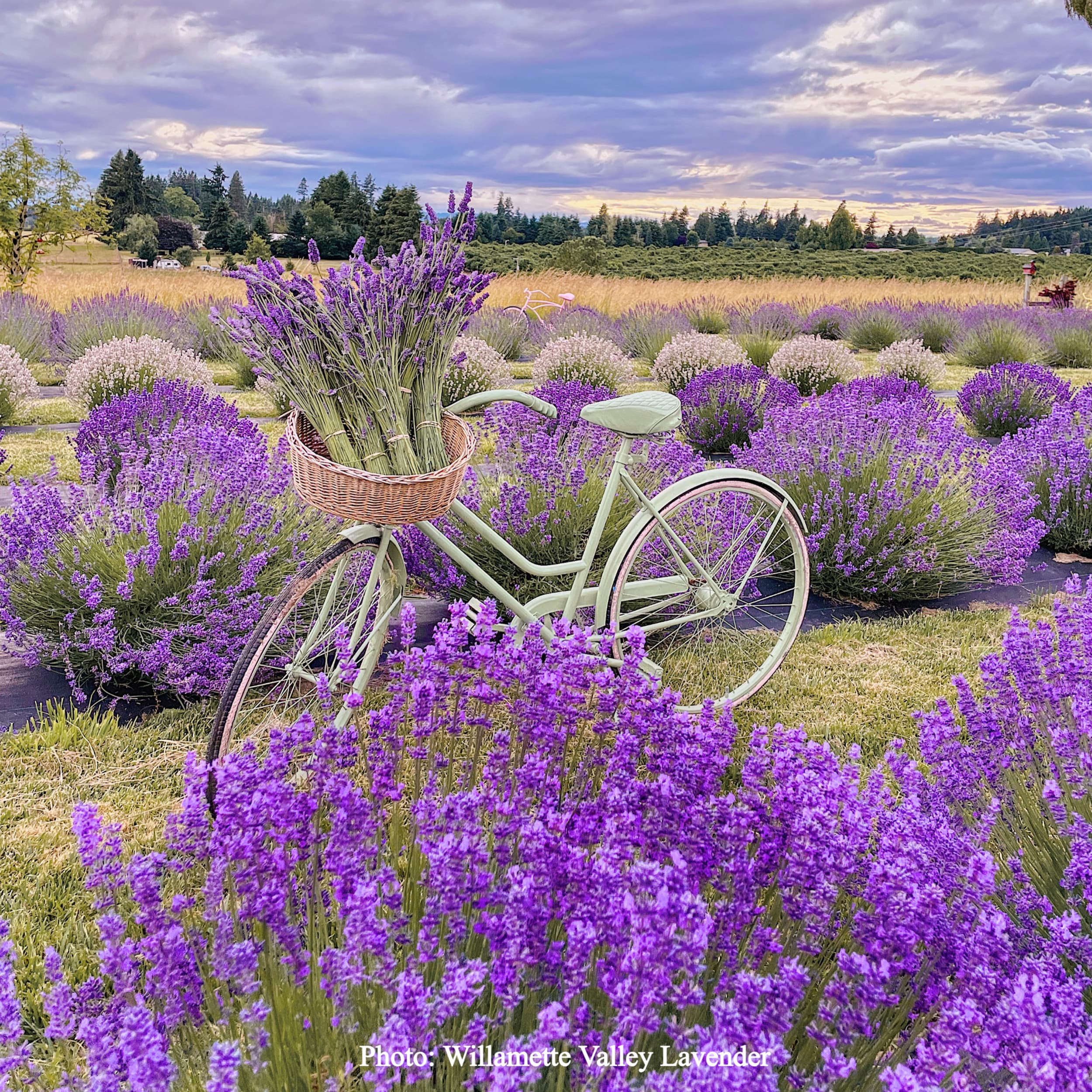 Willamette Valley Lavender