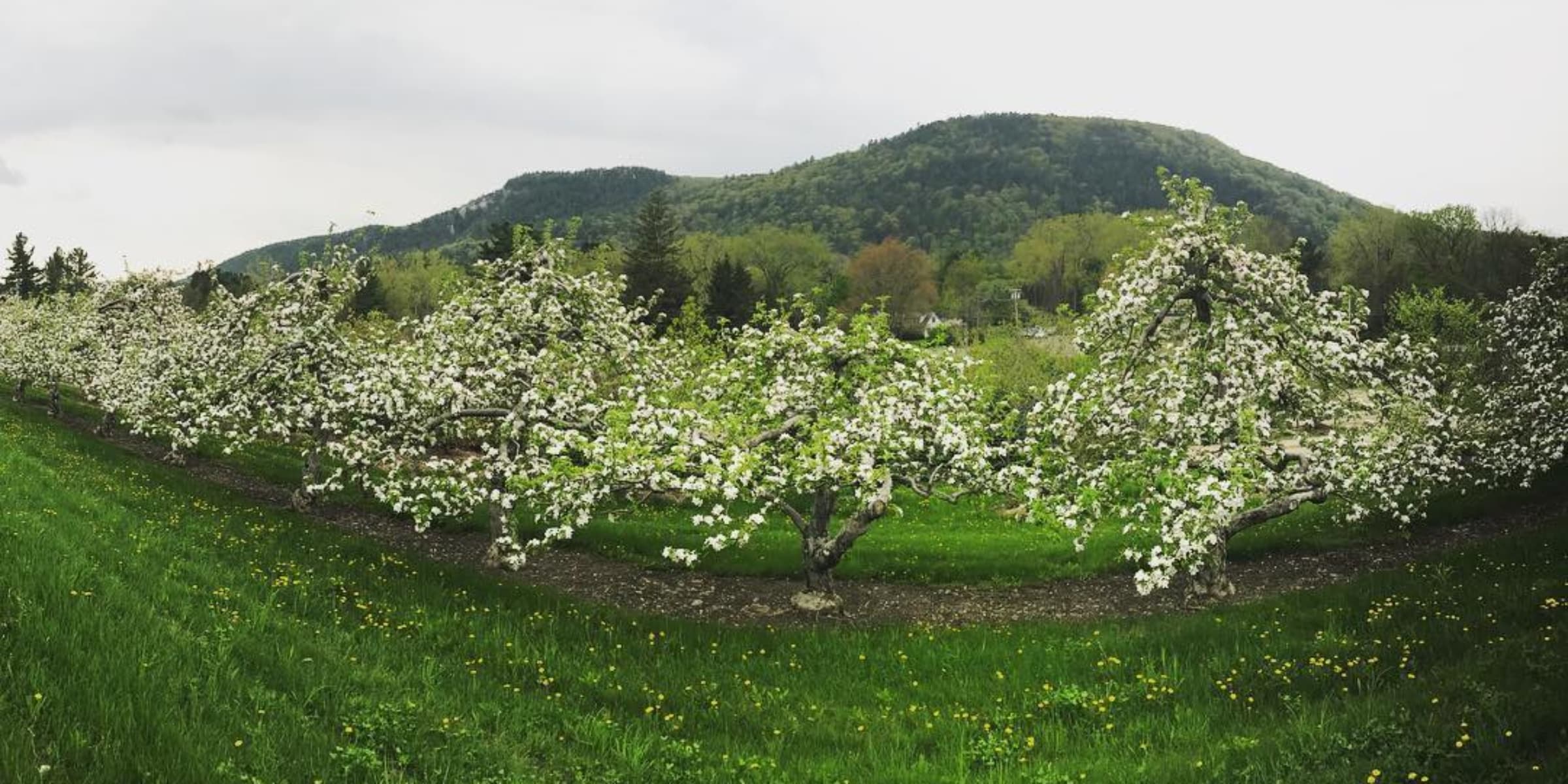 Windy Hill Farm photo 2