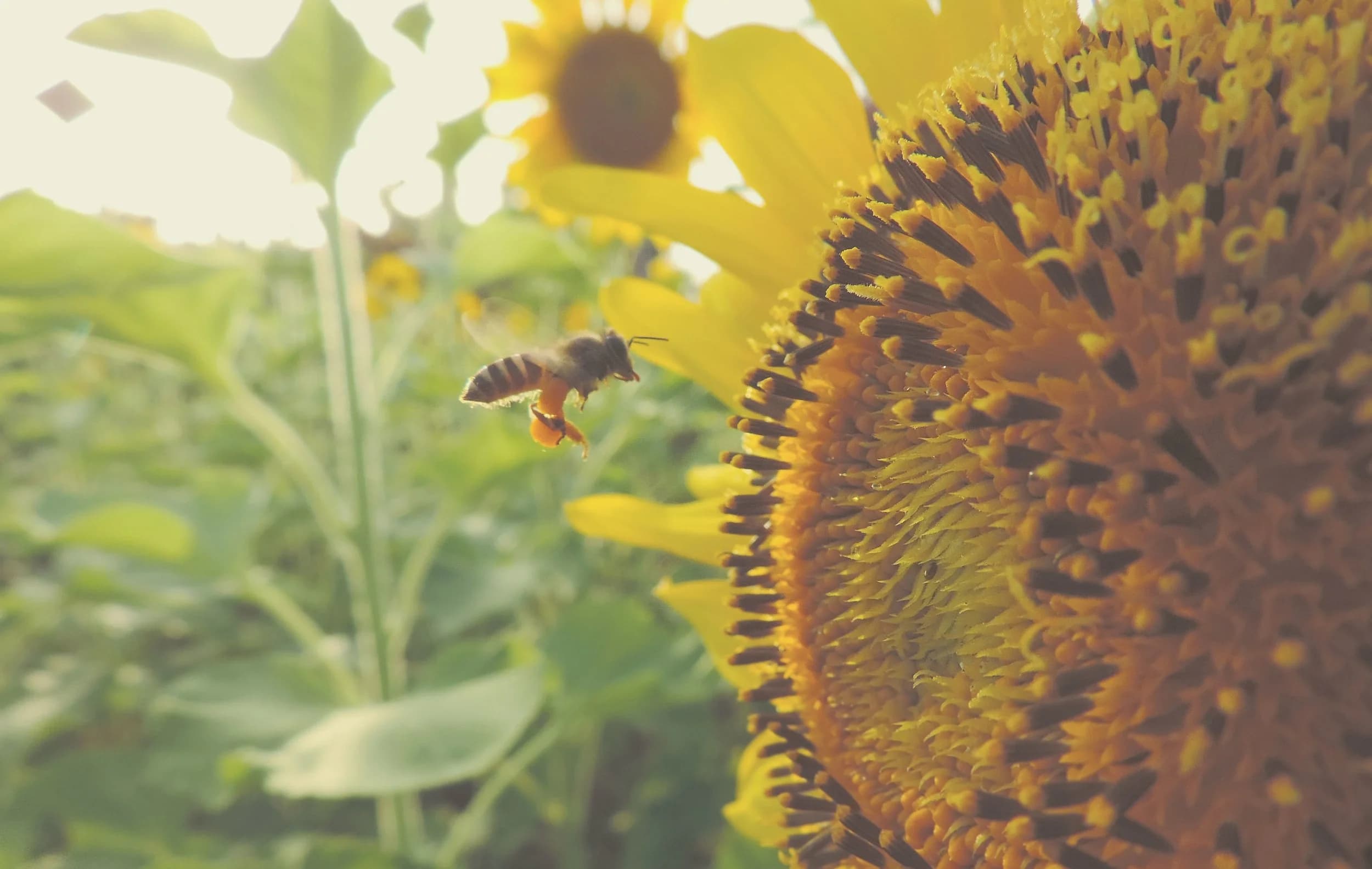 Wolf Honey Farm
