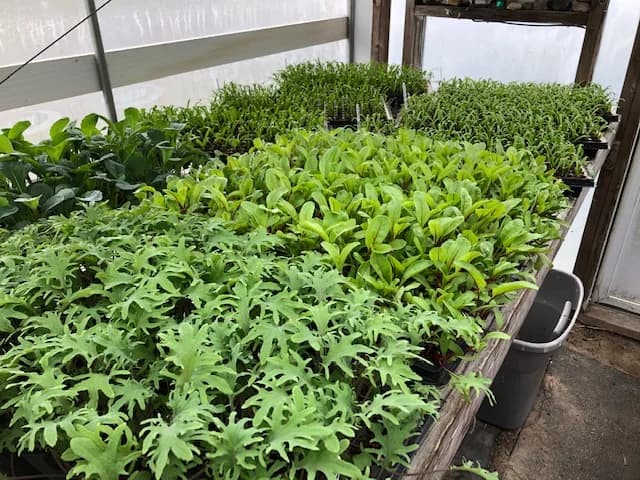 Woodland Harvest Farm