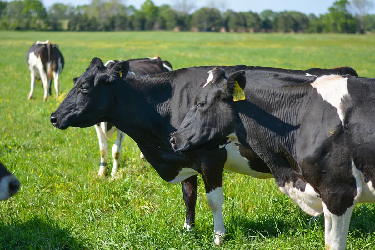 Working Cows Dairy