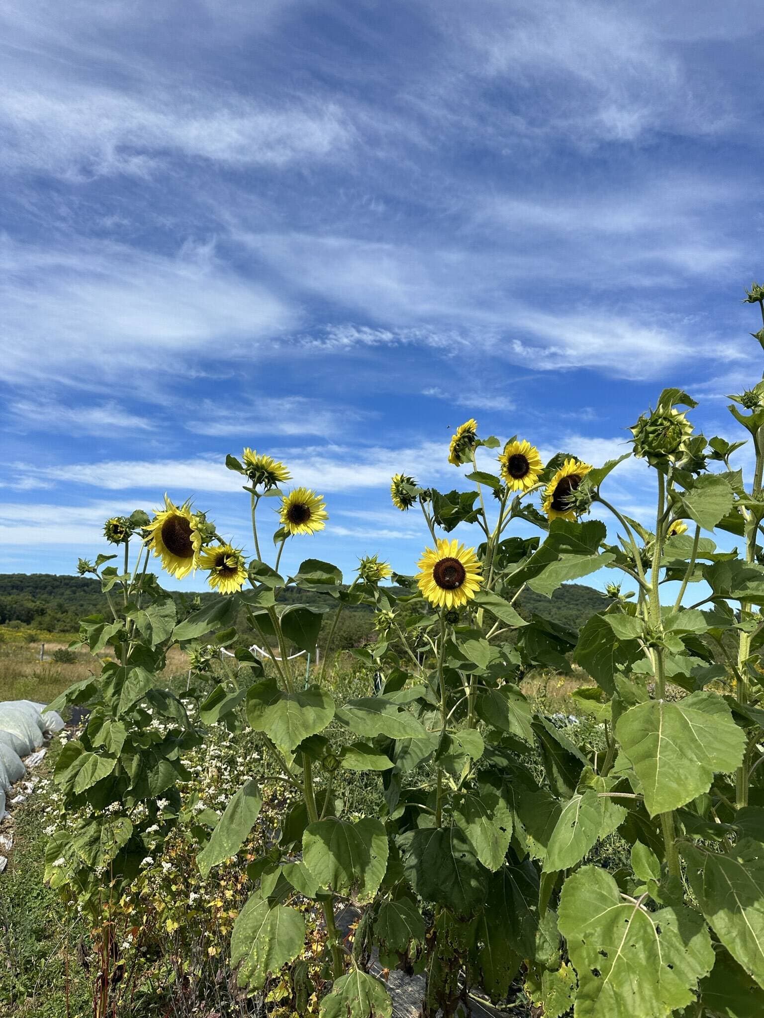 Yonsei Fields Farm