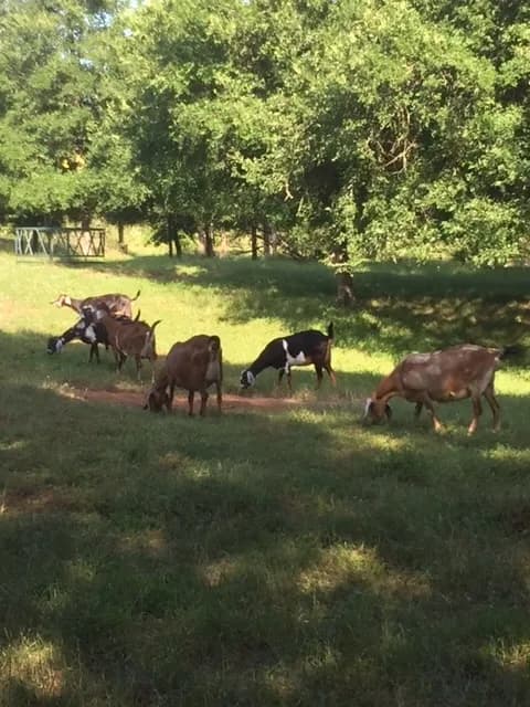 Youngs Prairie Dairy