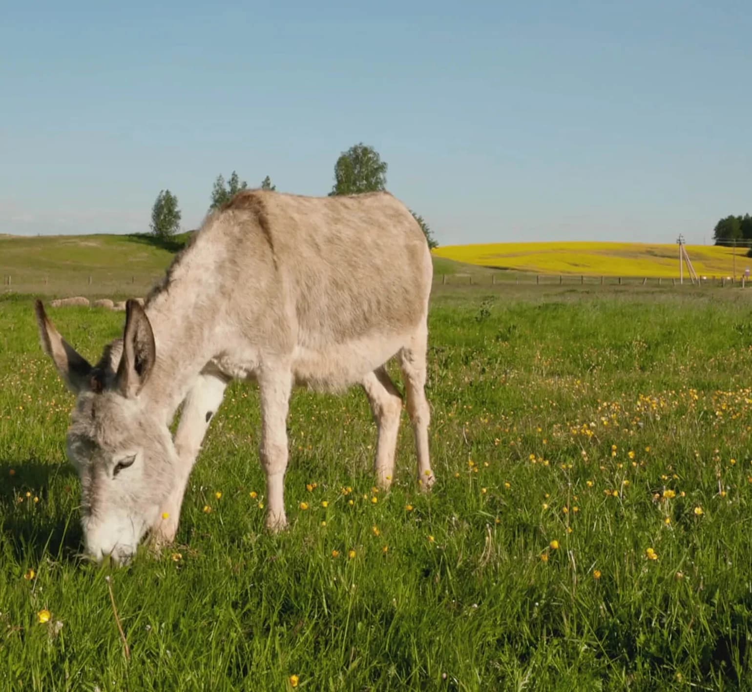 Zen Donkey