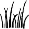 Abundant Pastures